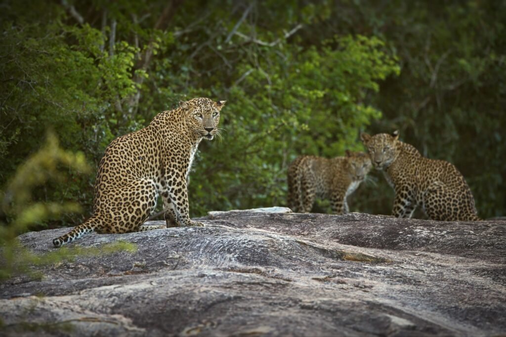 A Guide to Sri Lanka Wildlife
