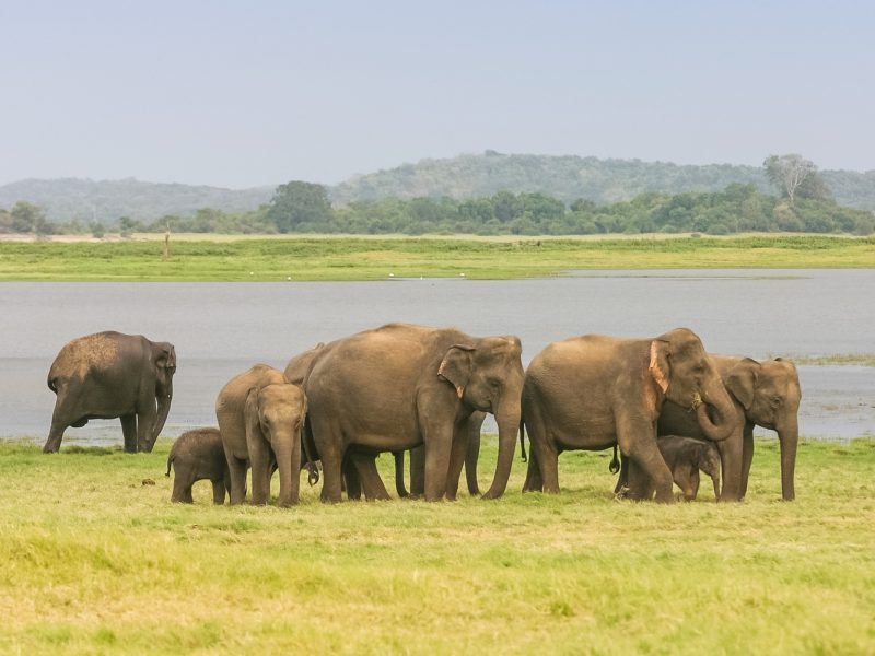 A Herd of Sri Lankan Elephant