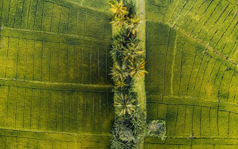 Aerial Photo of green Rice fields in the countryside of Sri Lanka