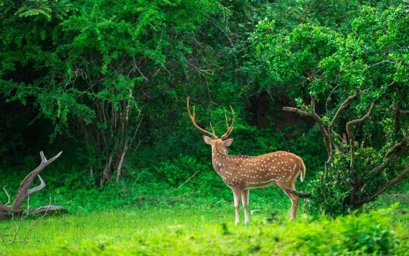 Beautiful male Sri Lankan axis deer in Yala national park. Lush greenery landscape.
