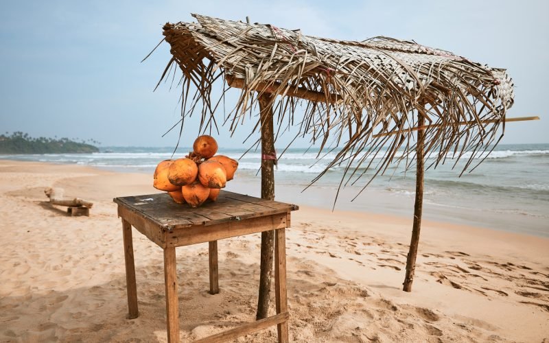 Fresh coconuts for sale on sand beach. Matara, Sri Lanka