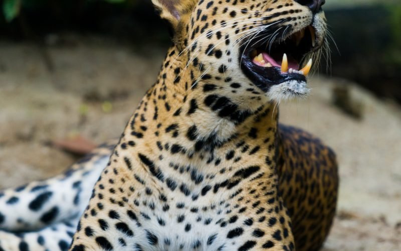 leopard (Panthera pardus kotiya)