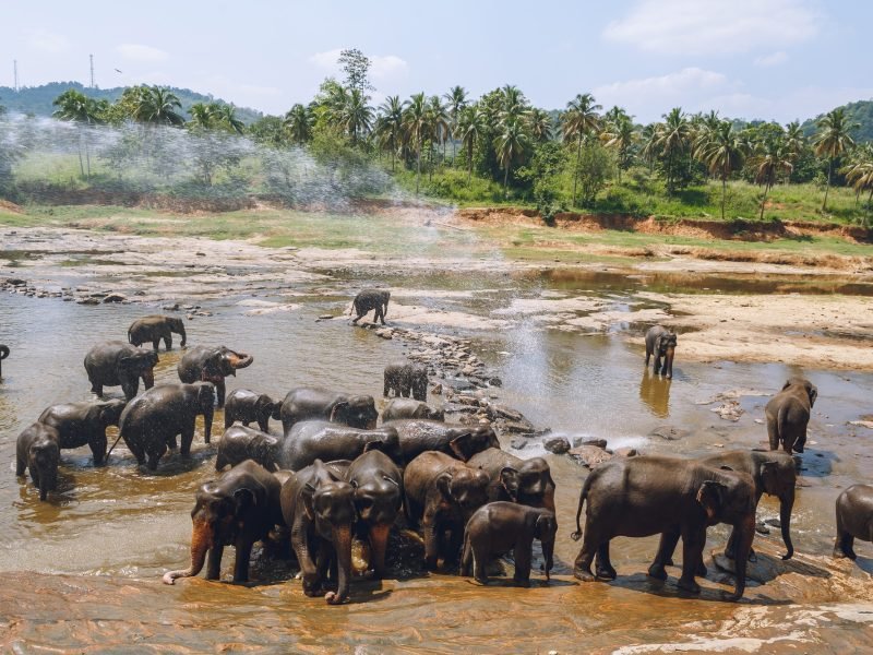 scenic view of wild elephants in natural habitat, pinnawala, sri lanka