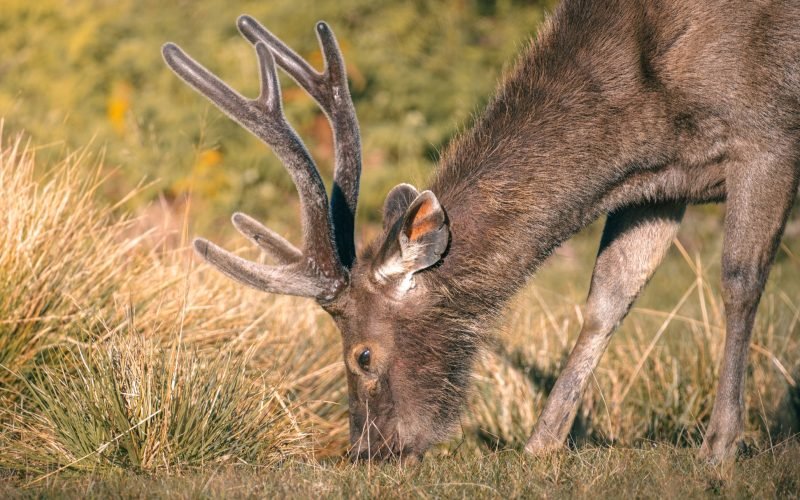 Sri Lankan sambar deer with antlers grazing at Horton Plains National Park close-up photograph.