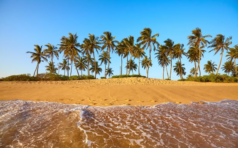 Tropical beach with coconut palm trees at sunset, Sri Lanka.